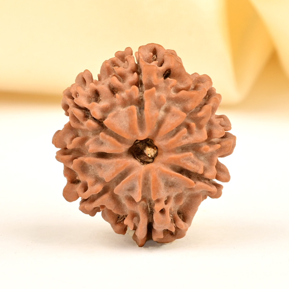 8 Mukhi from Nepal - CDXXVII