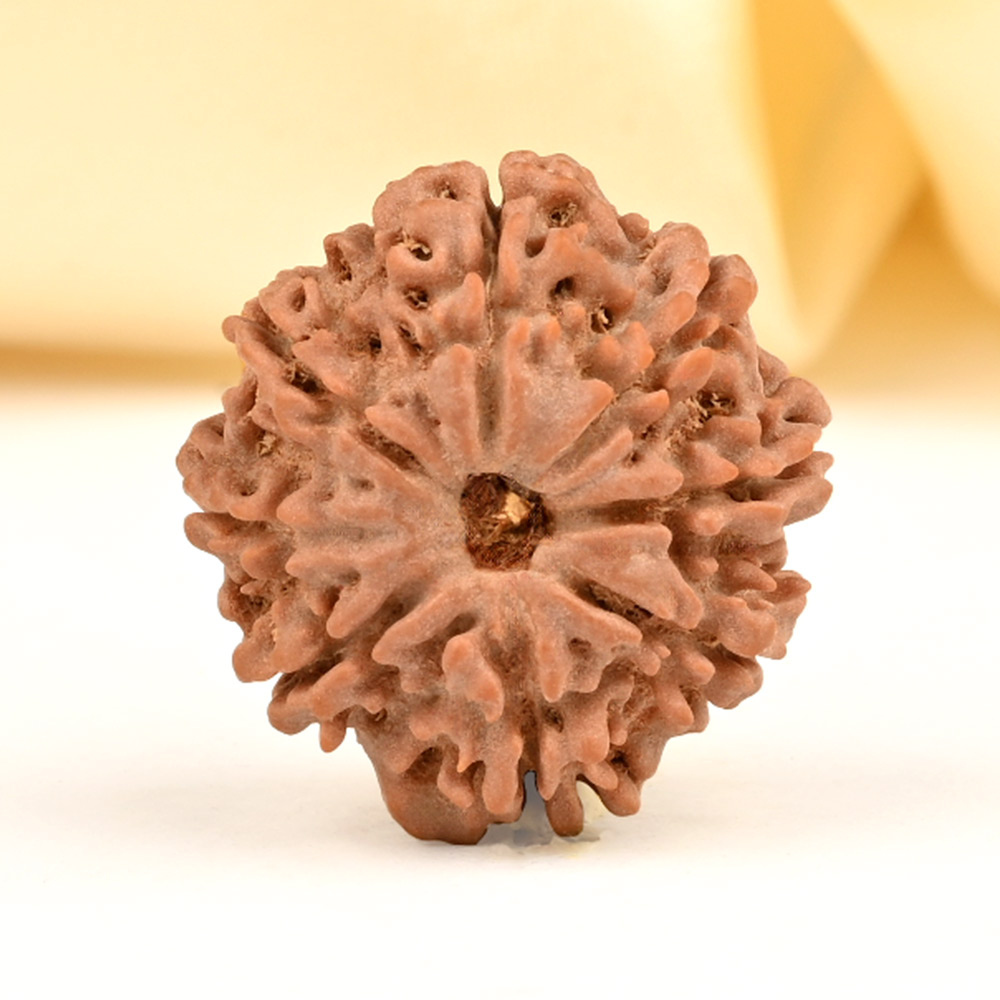 8 Mukhi from Nepal - CDXXVIII