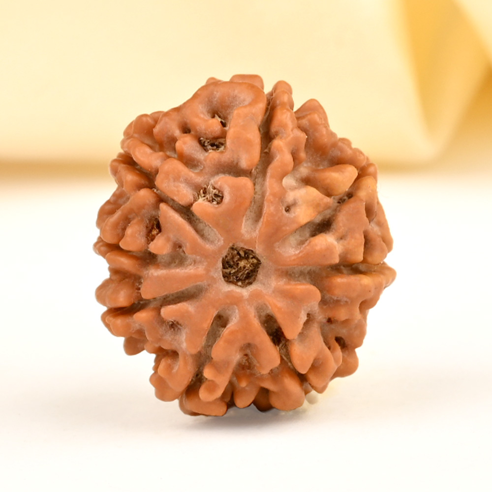 8 Mukhi from Nepal - CDXXIX