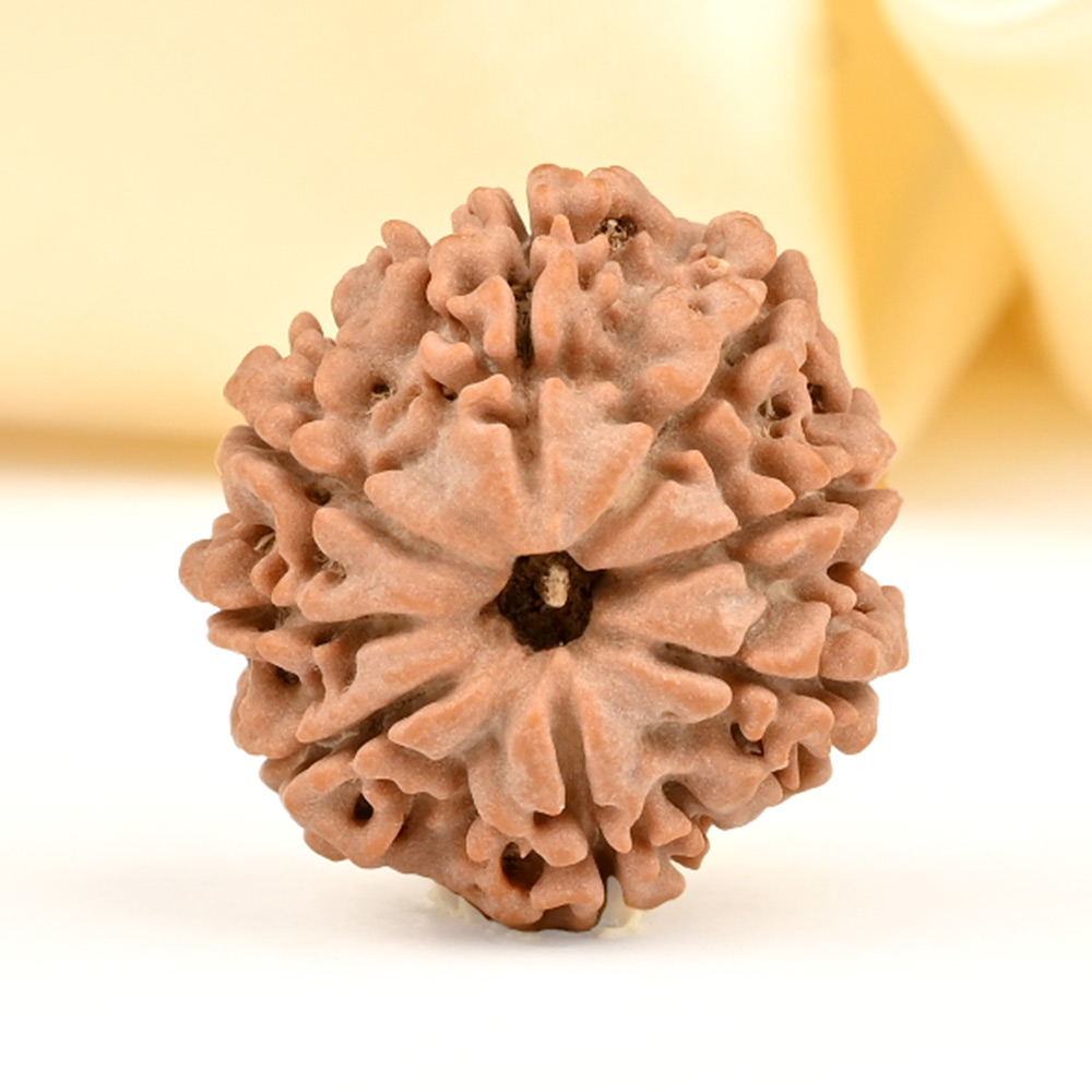 8 Mukhi from Nepal - CDXXX