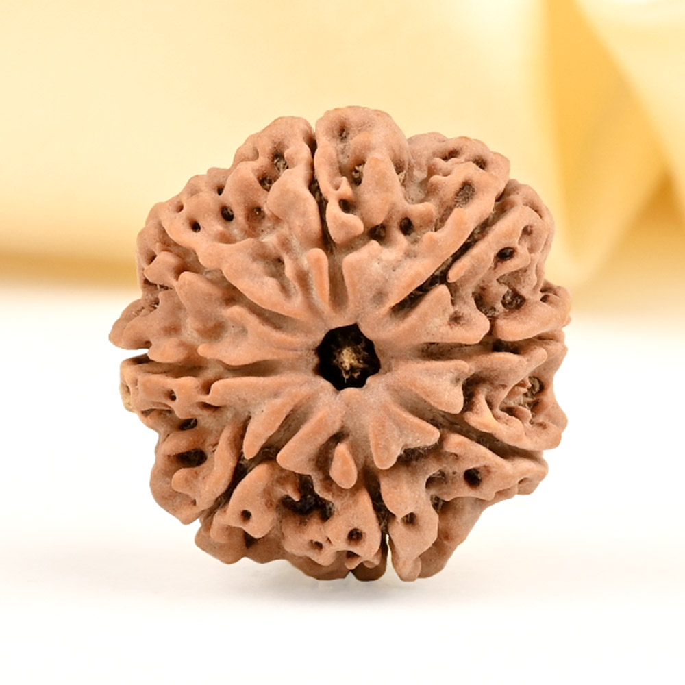 8 Mukhi from Nepal - CDXXXI