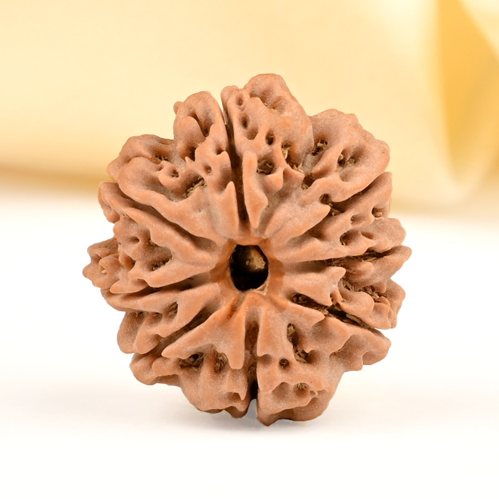 8 Mukhi from Nepal - CDXXXII