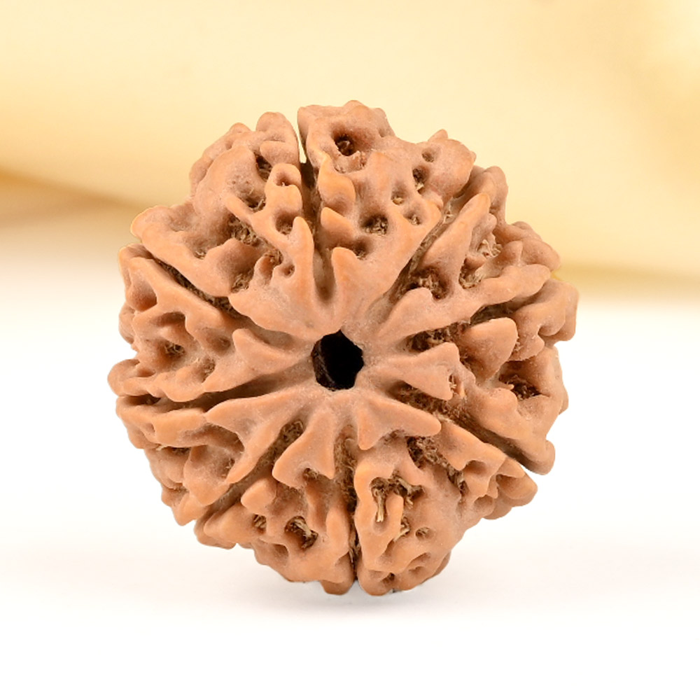 8 Mukhi from Nepal - CDXXXIII