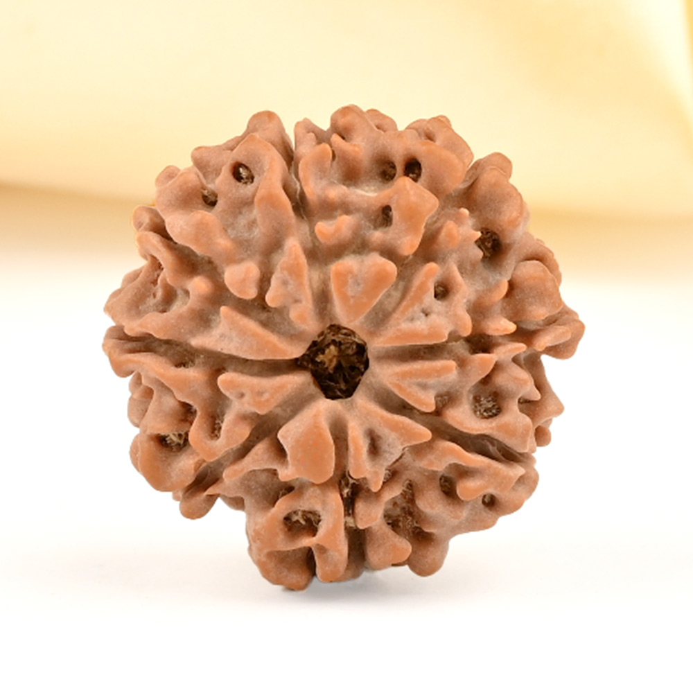 8 Mukhi from Nepal - CDXXXIV