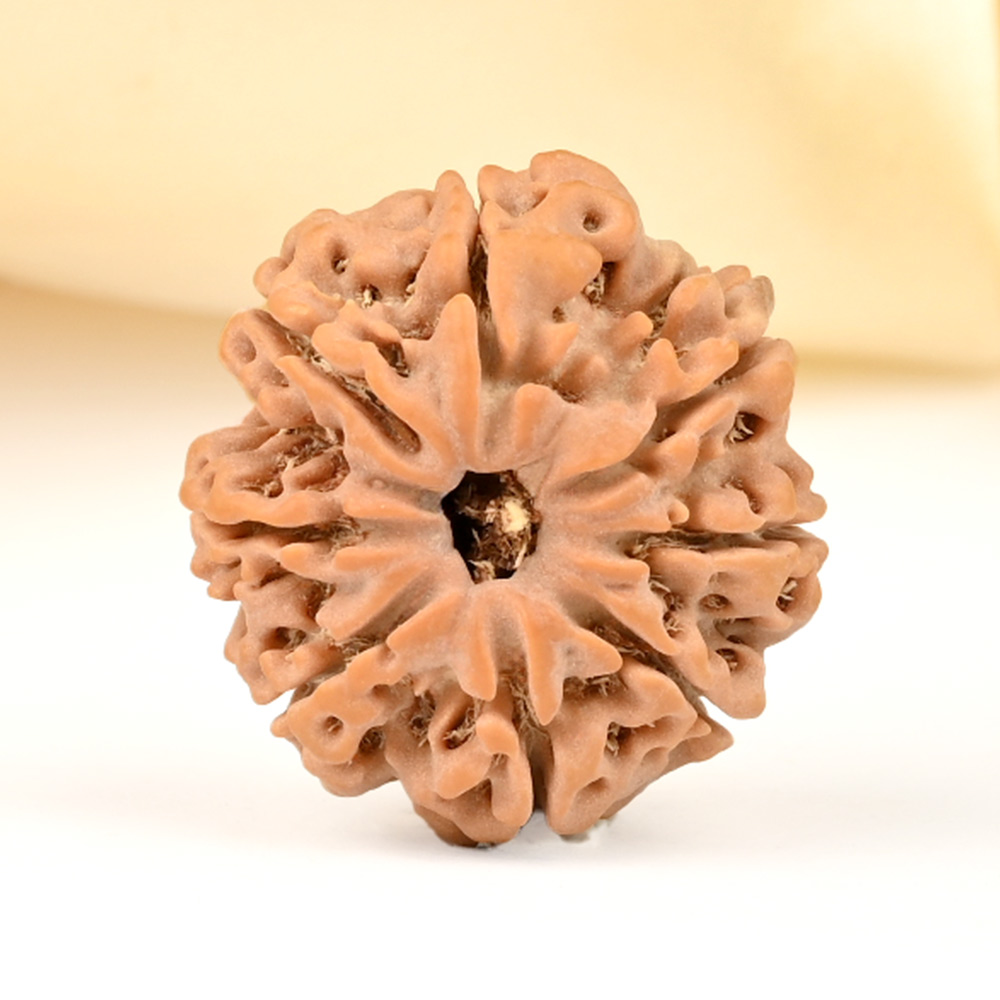 8 Mukhi from Nepal - CDXXXV