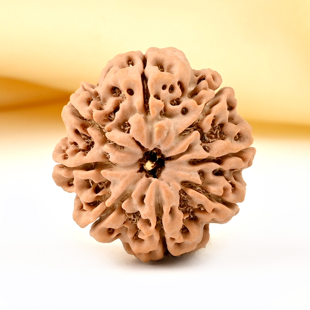 8 Mukhi from Nepal - CDXXXVII