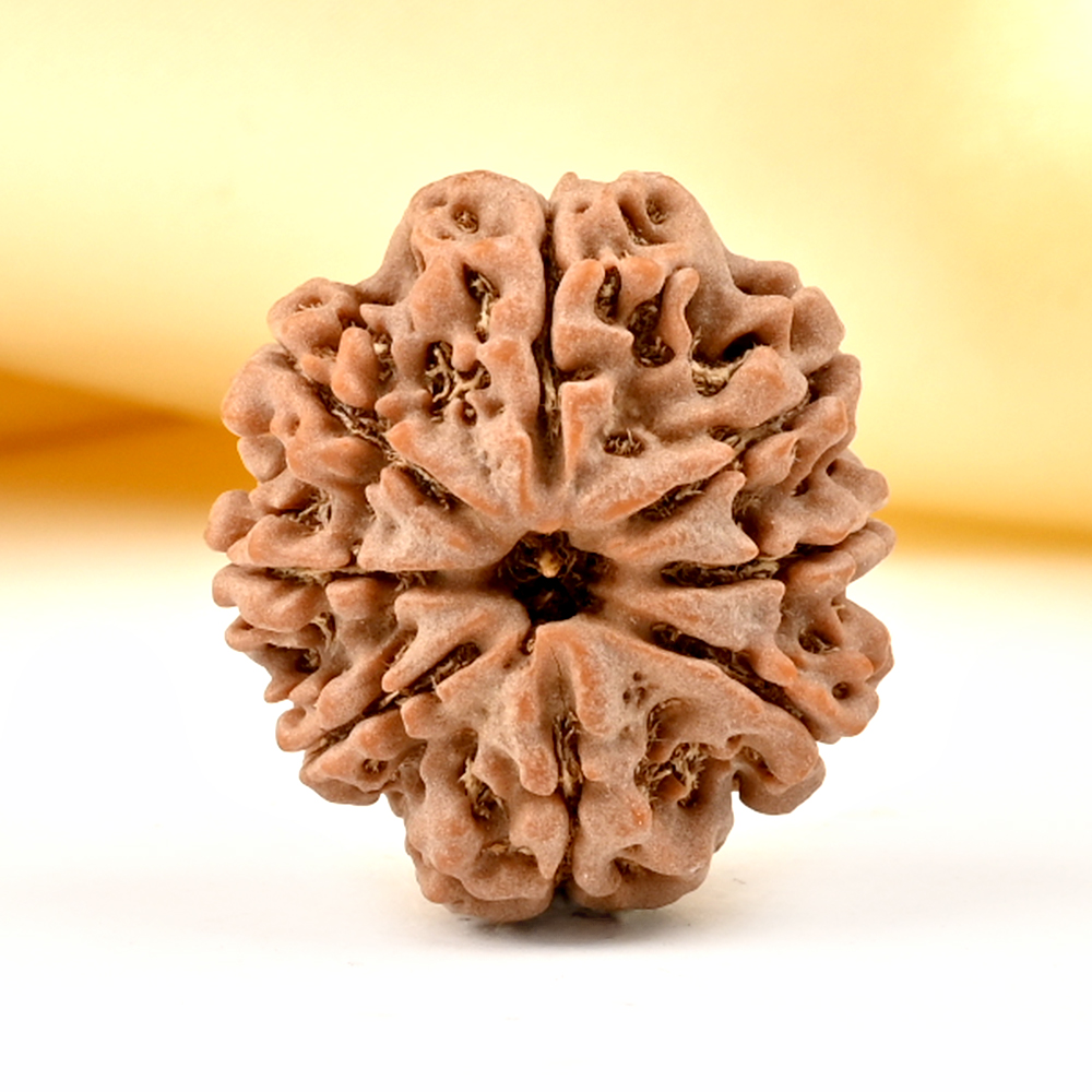 8 Mukhi from Nepal - CDXXXVIII