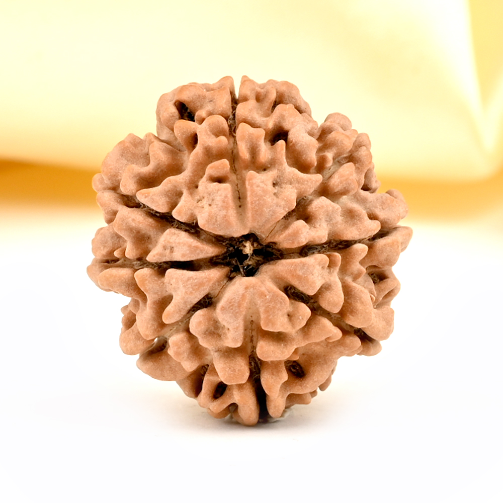 8 Mukhi from Nepal - CDXXXIX