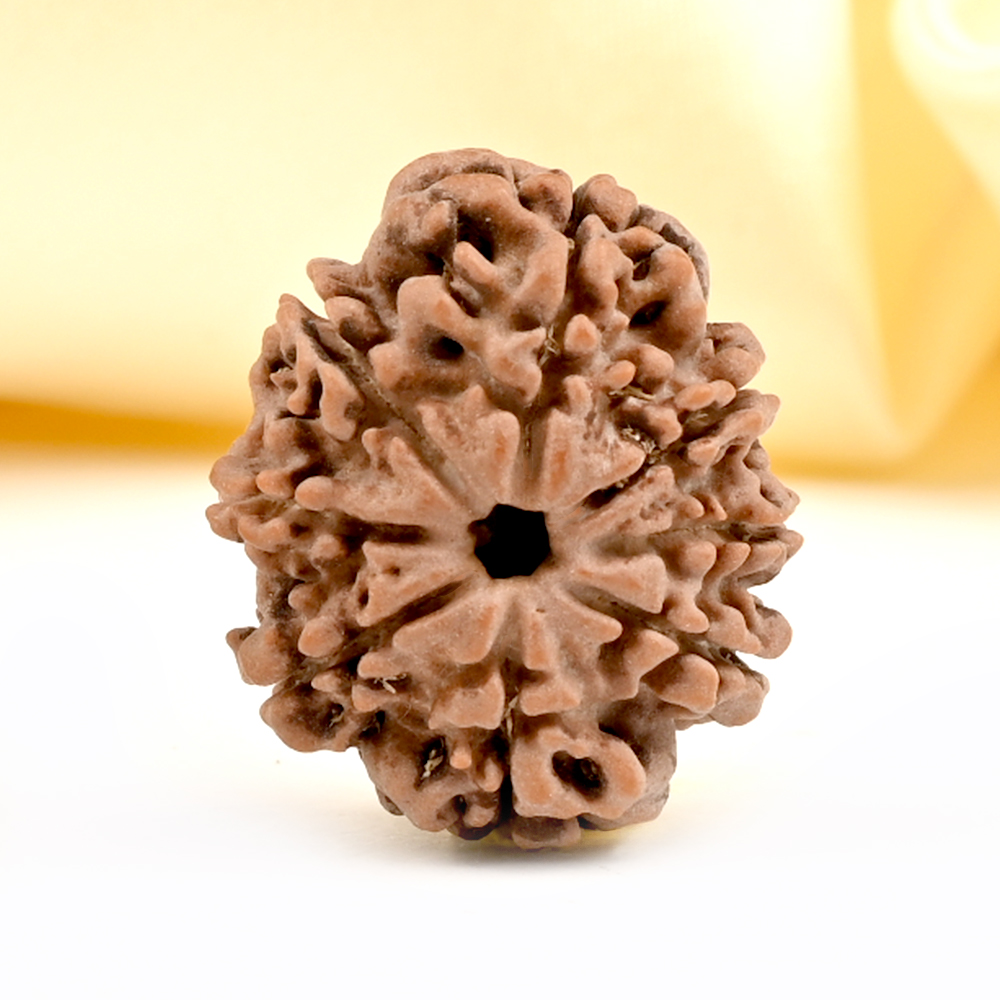 8 Mukhi from Nepal - CDXL