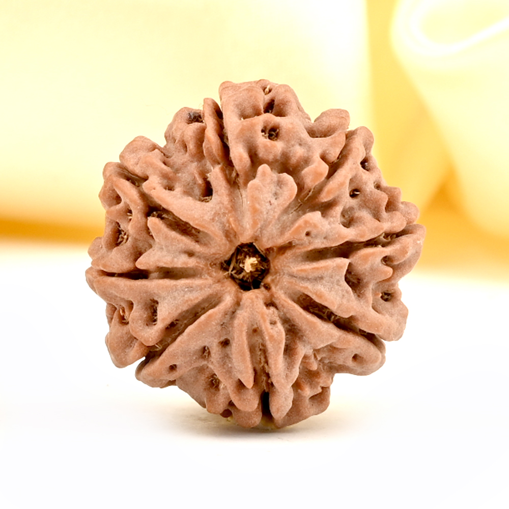 8 Mukhi from Nepal - CDXLI