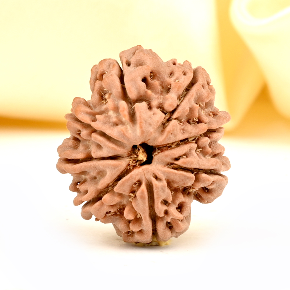 8 Mukhi from Nepal - CDXLII