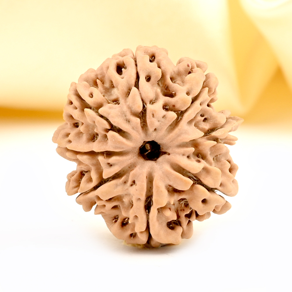 8 Mukhi from Nepal Large - CCII