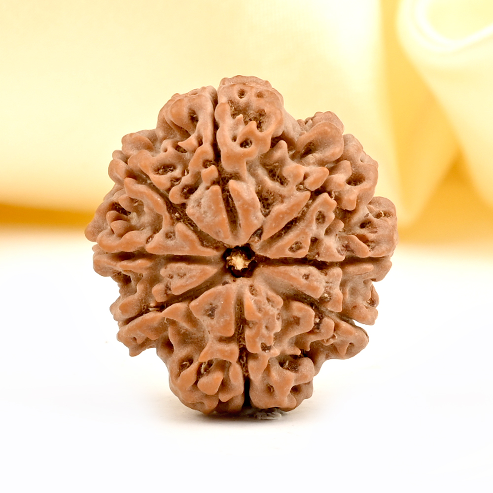 8 Mukhi from Nepal Large - CCIII