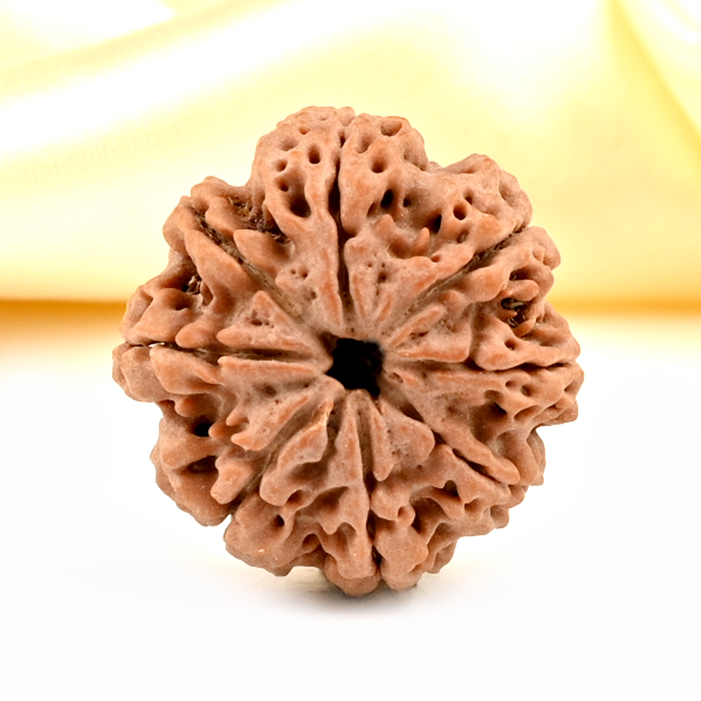 8 Mukhi from Nepal Large - CCIV