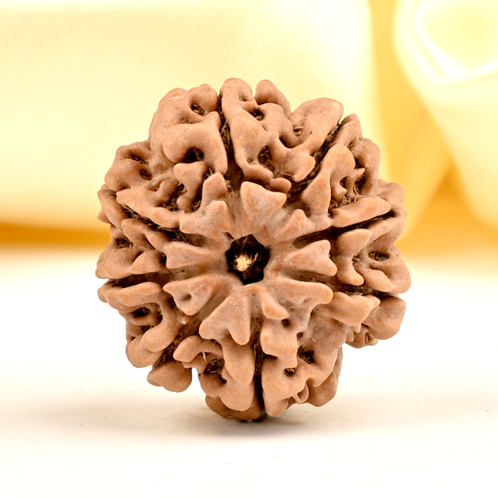 8 Mukhi from Nepal Large - CCV