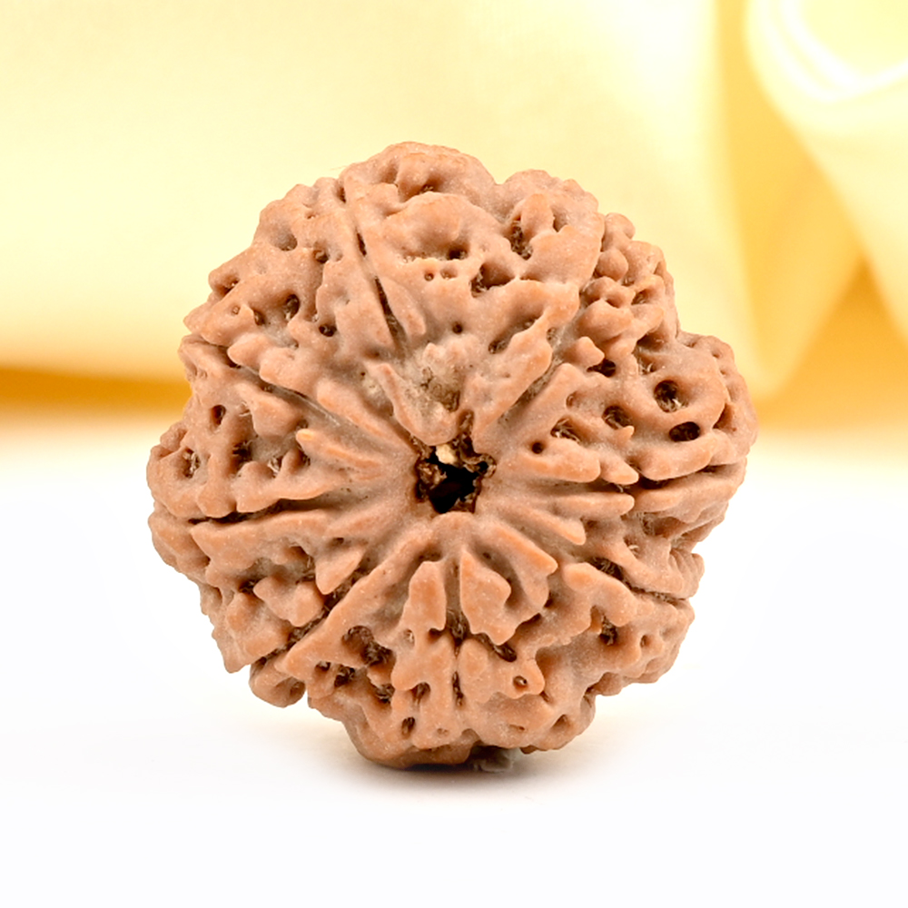 8 Mukhi from Nepal Large - CCVI