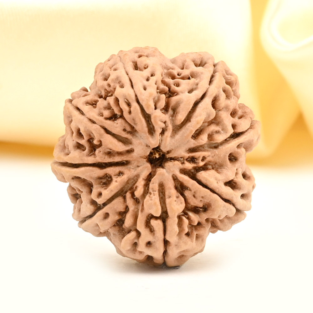 Collector 8 Mukhi from Nepal - C