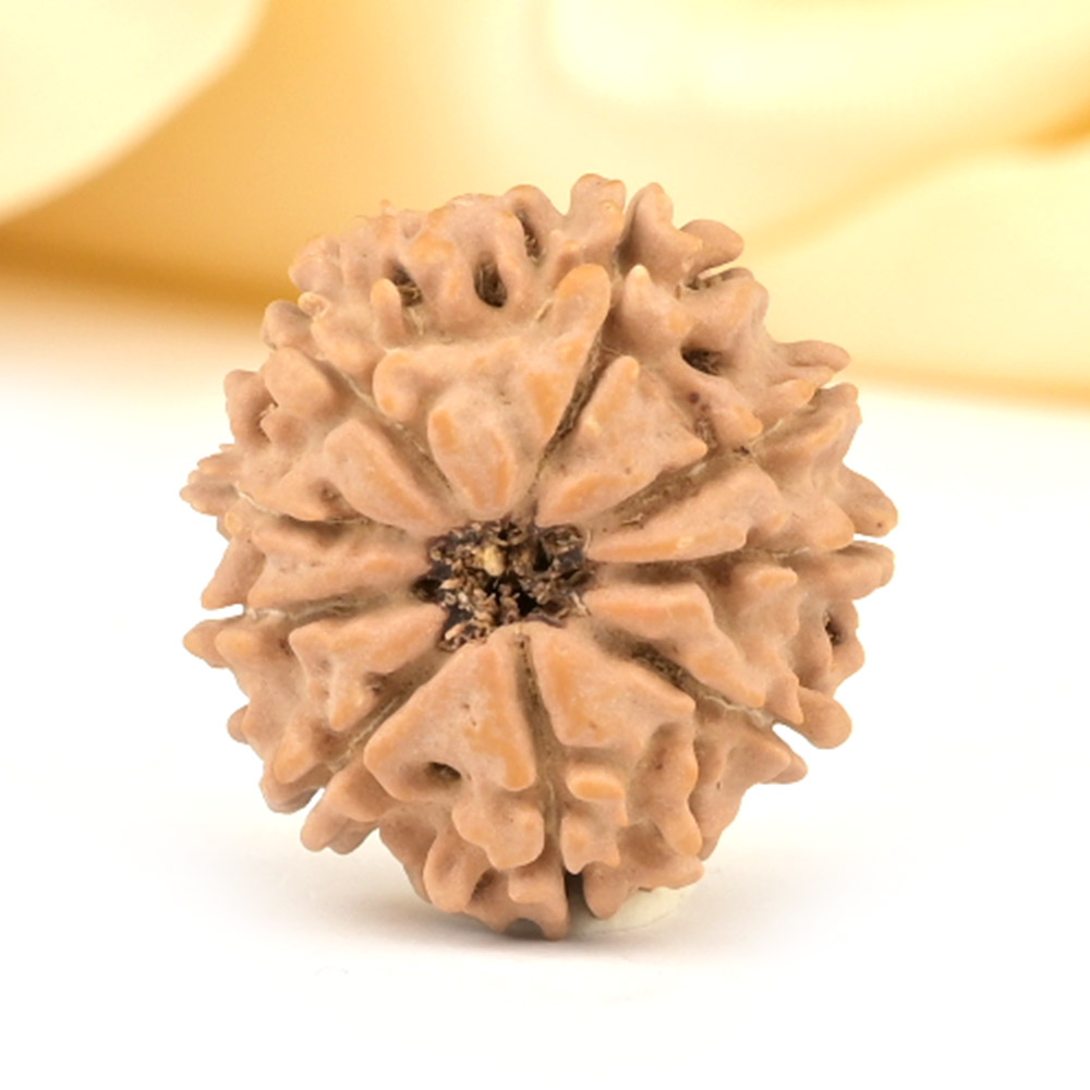 9 Mukhi from Nepal Small - DCCLXXV