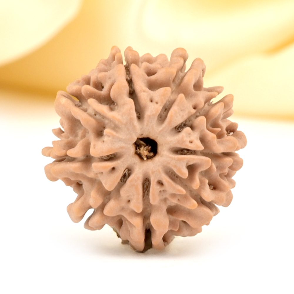 9 Mukhi from Nepal Small - DCCLXXVI