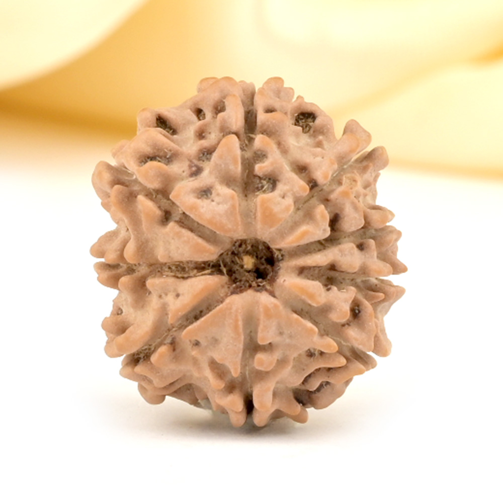 9 Mukhi from Nepal Small - DCCLXXVII