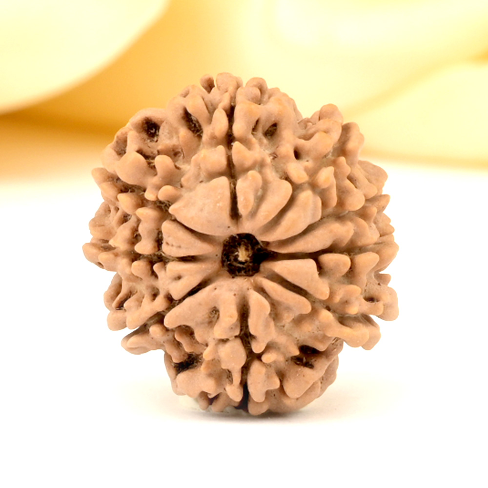 9 Mukhi from Nepal Small - DCCLXXIX