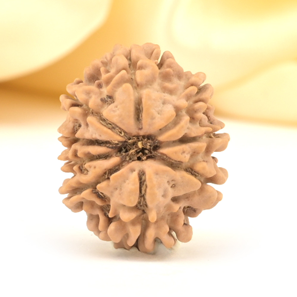 9 Mukhi from Nepal Small - DCCLXXX