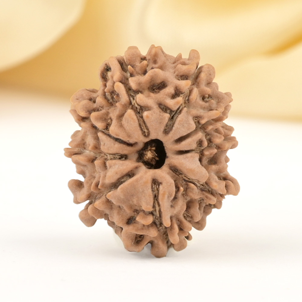 9 Mukhi from Nepal Small - DCCLXXXII