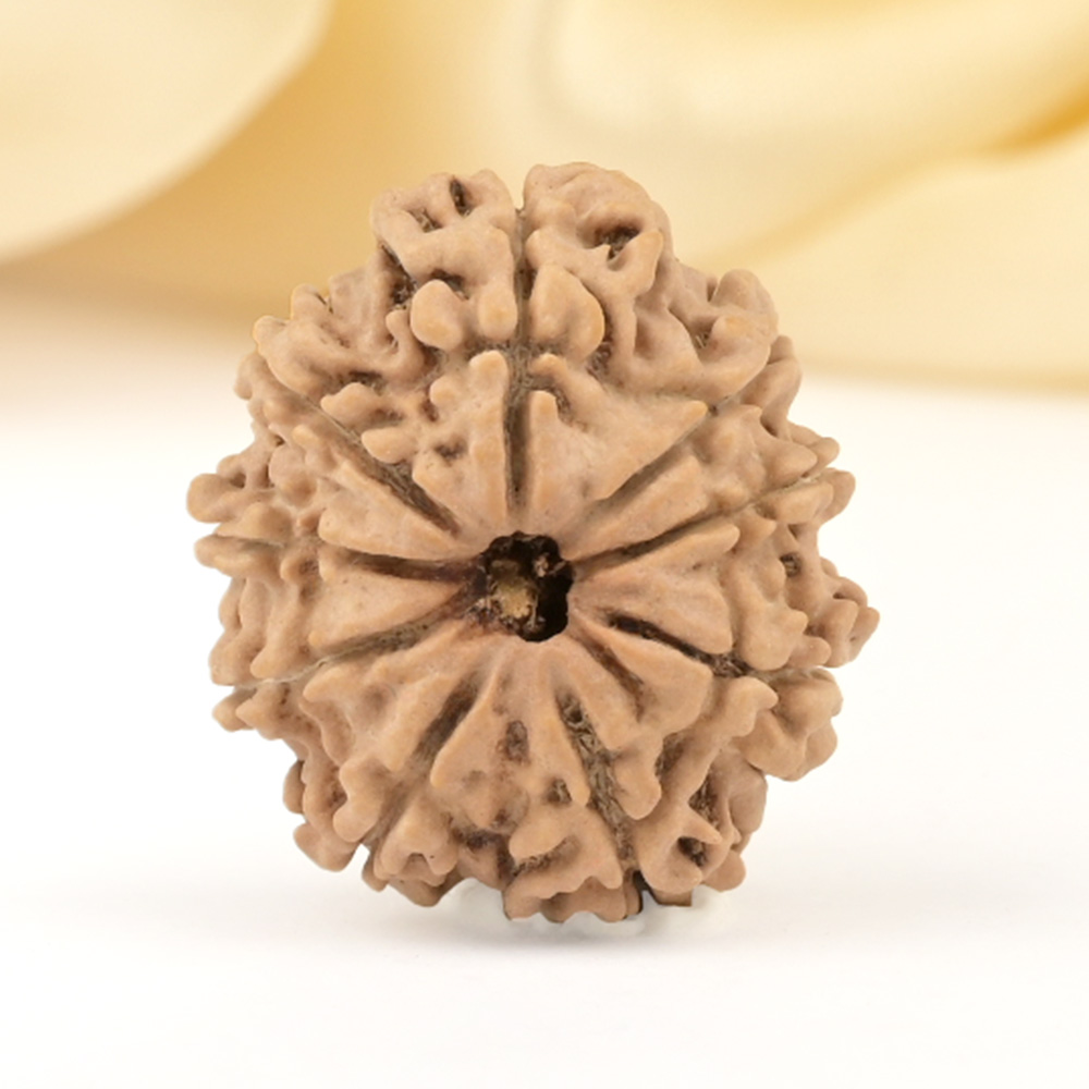 9 Mukhi from Nepal Small - DCCLXXXIII