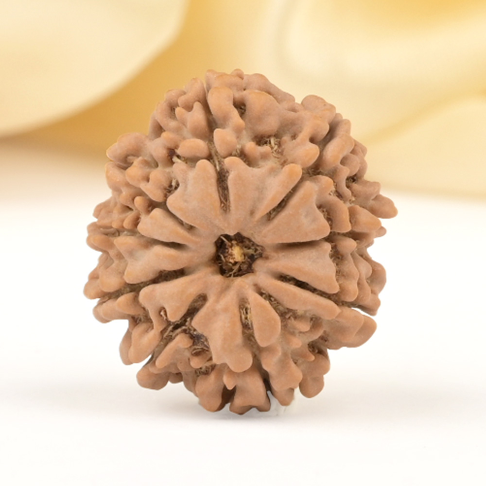 9 Mukhi from Nepal Small - DCCLXXXIV