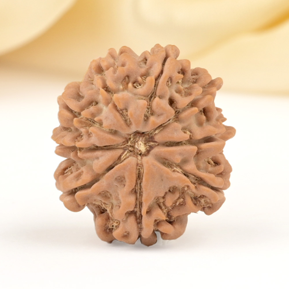 9 Mukhi from Nepal Small - DCCLXXXV