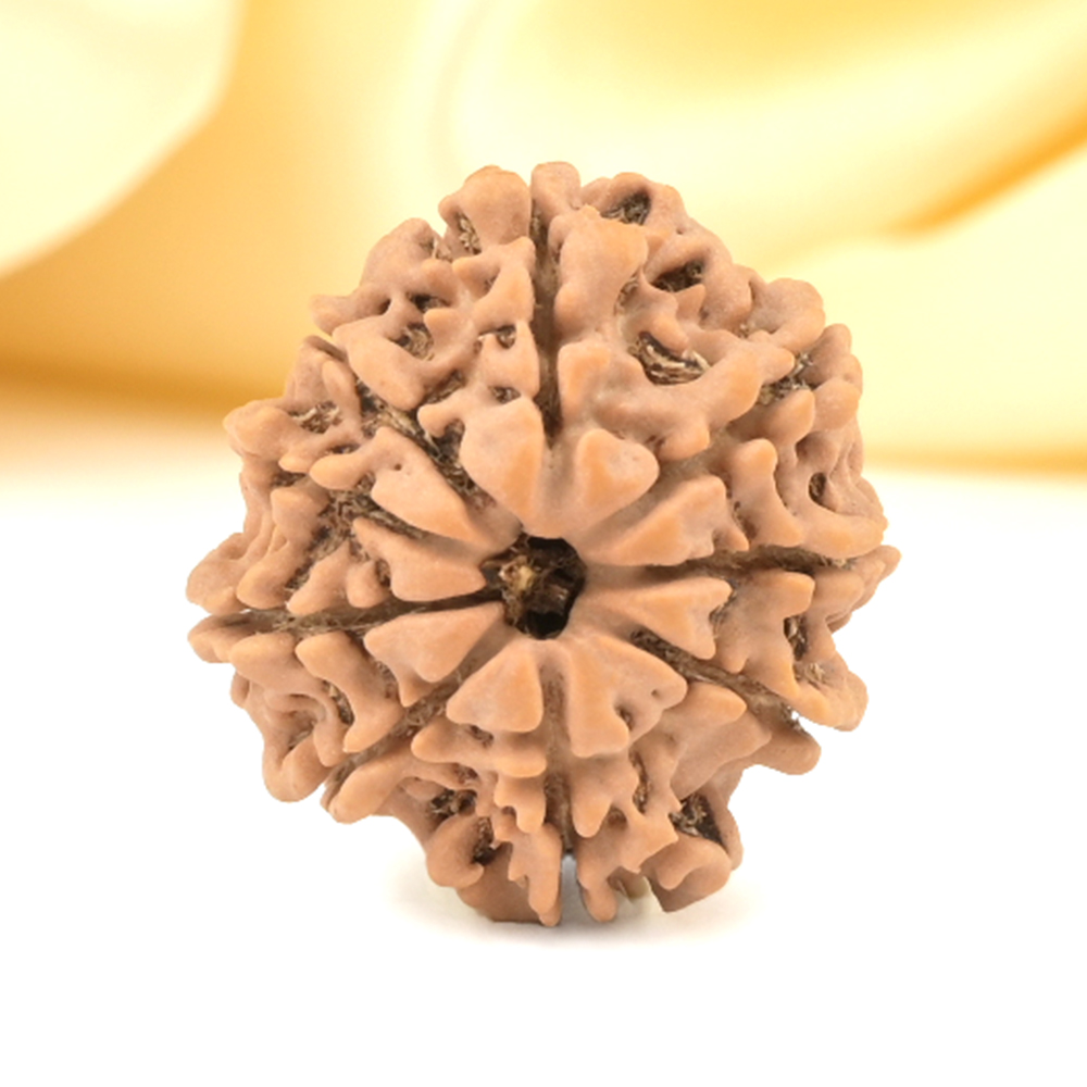 9 Mukhi from Nepal Small - DCCLXXXVII