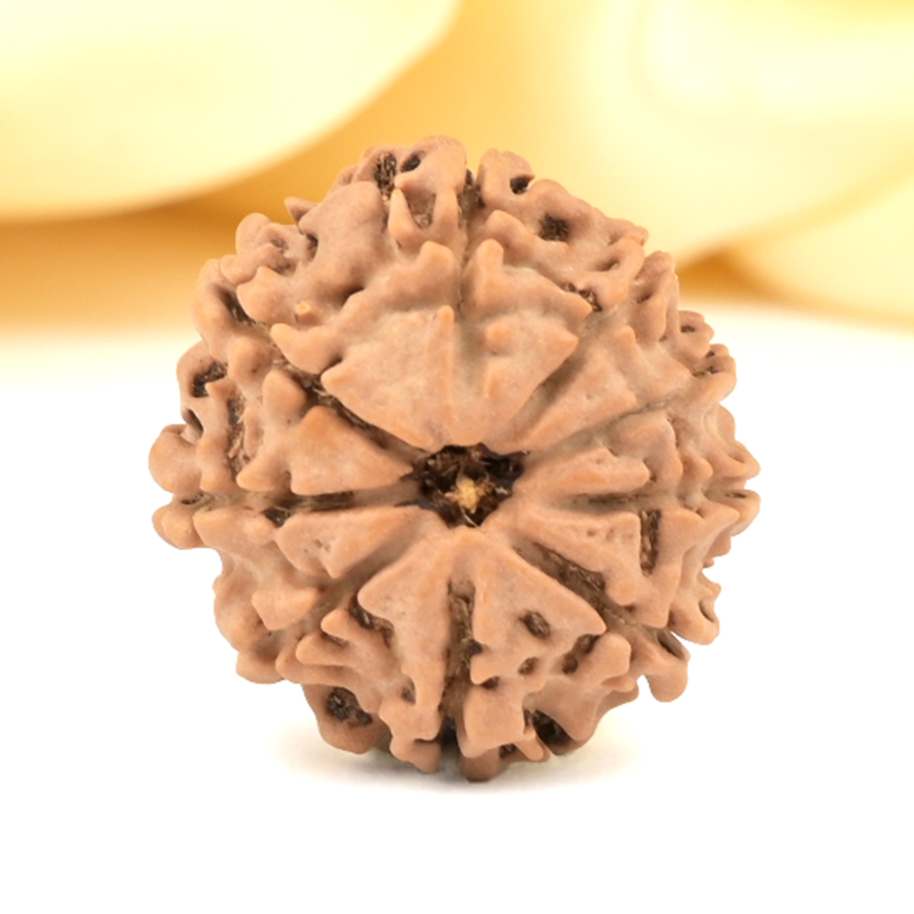 9 Mukhi from Nepal Small - DCCLXXXVIII