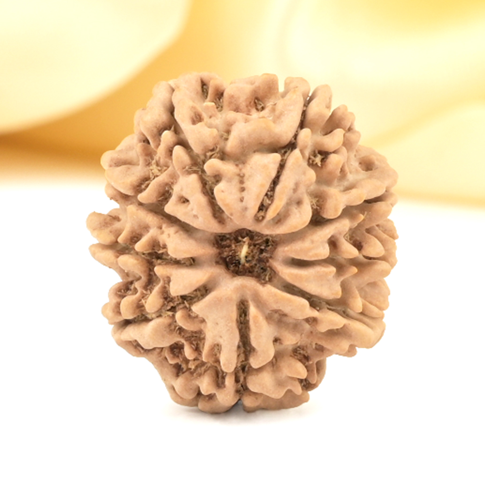 9 Mukhi from Nepal Small - DCCLXXXIX