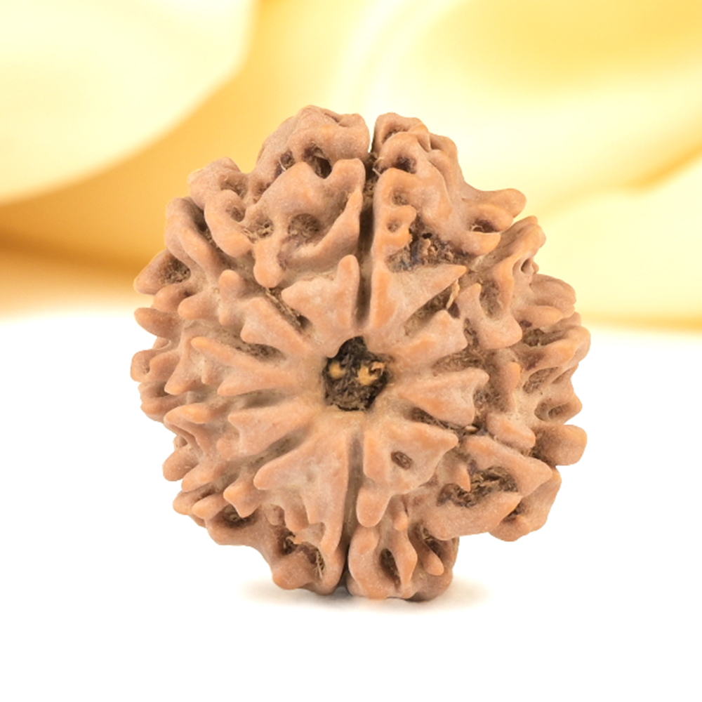 9 Mukhi from Nepal Small - DCCXC