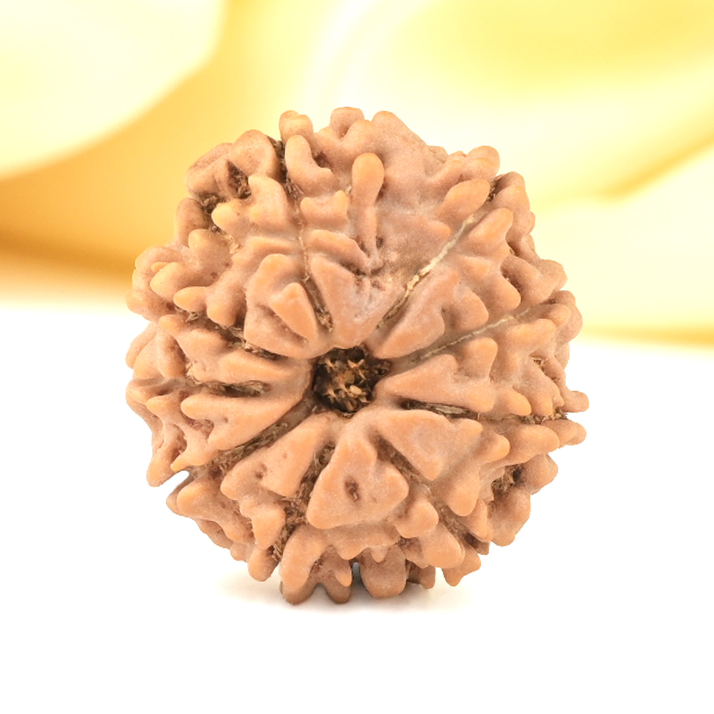 9 Mukhi from Nepal Small - DCCXCI