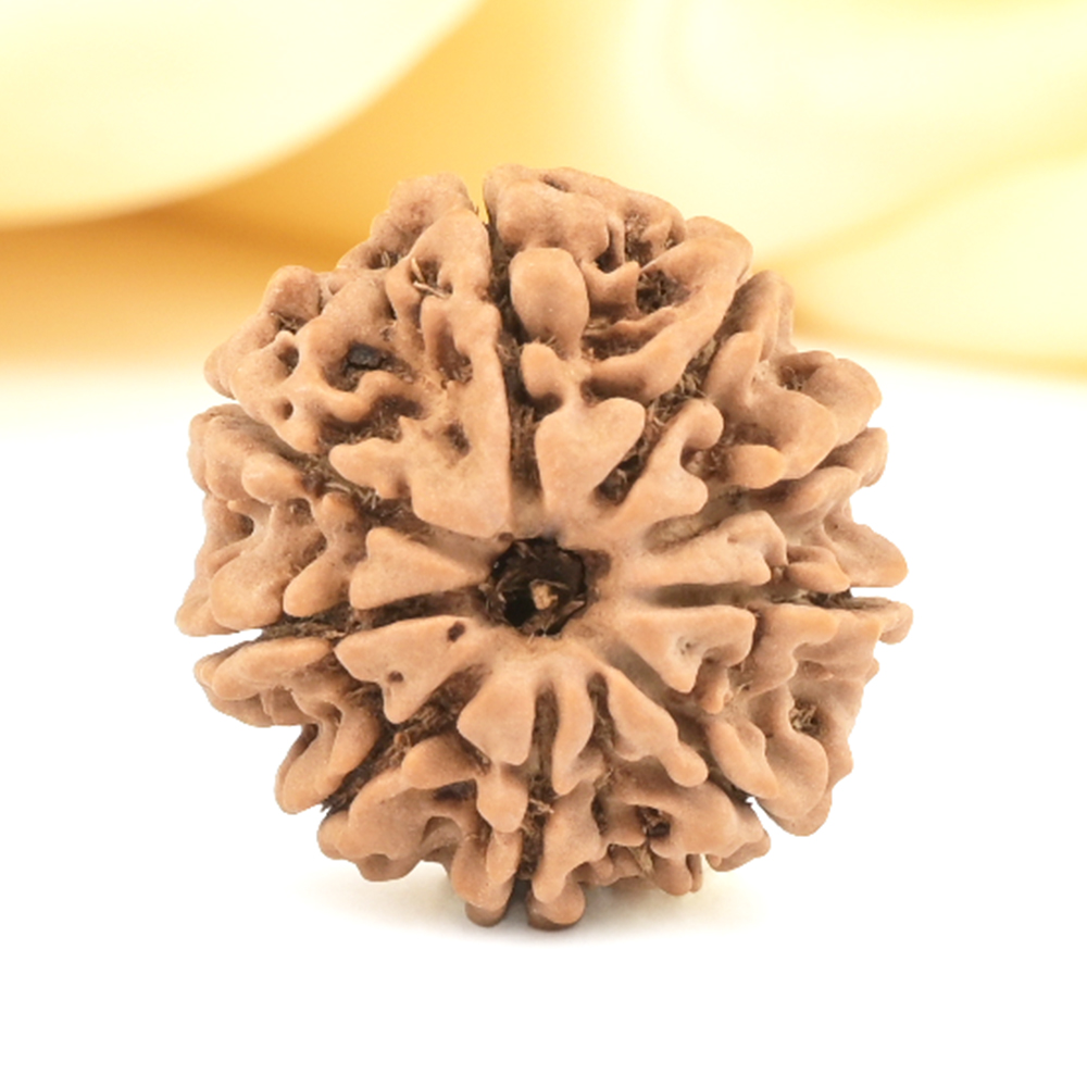 9 Mukhi from Nepal Small - DCCXCII