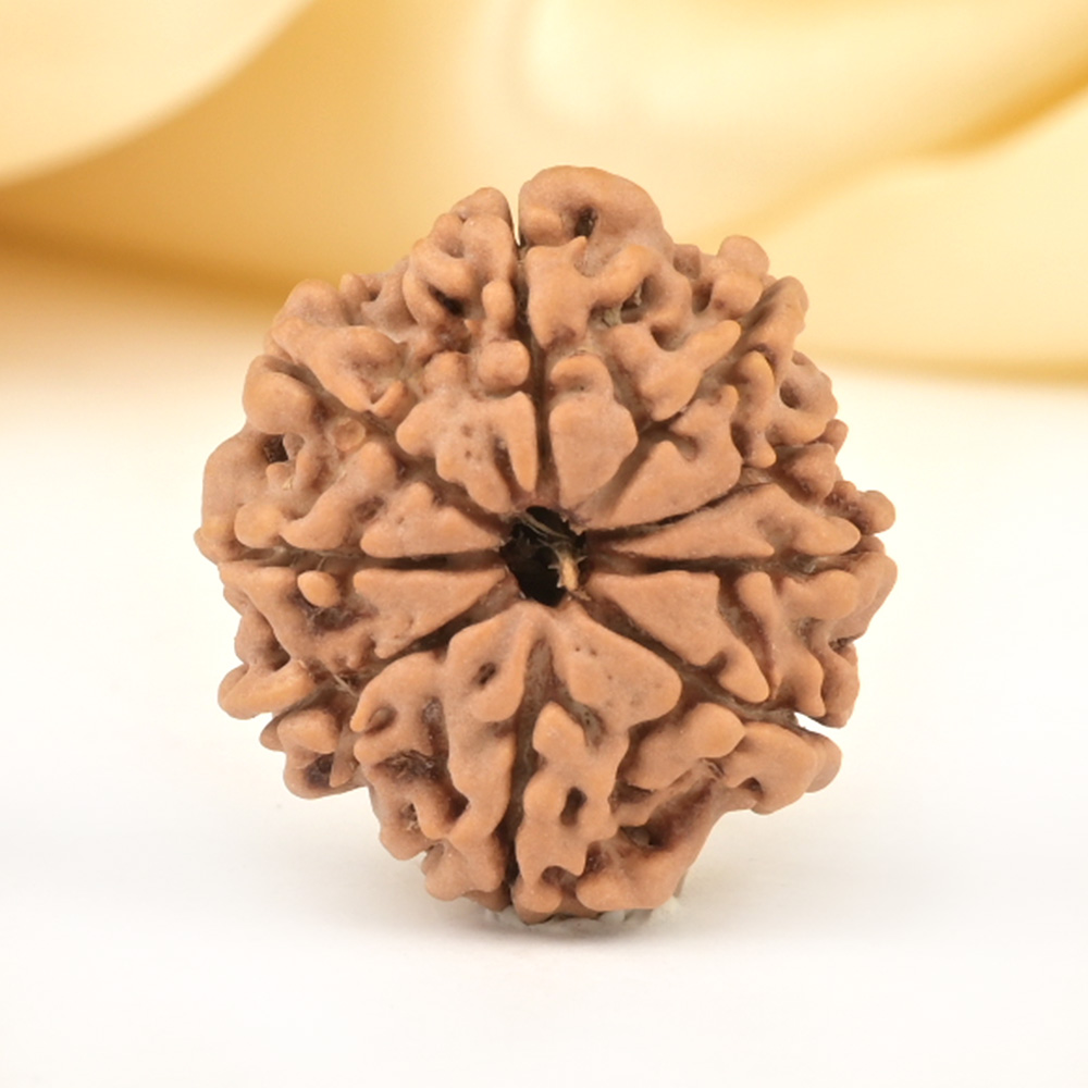 9 Mukhi from Nepal Small - DCCXCIII