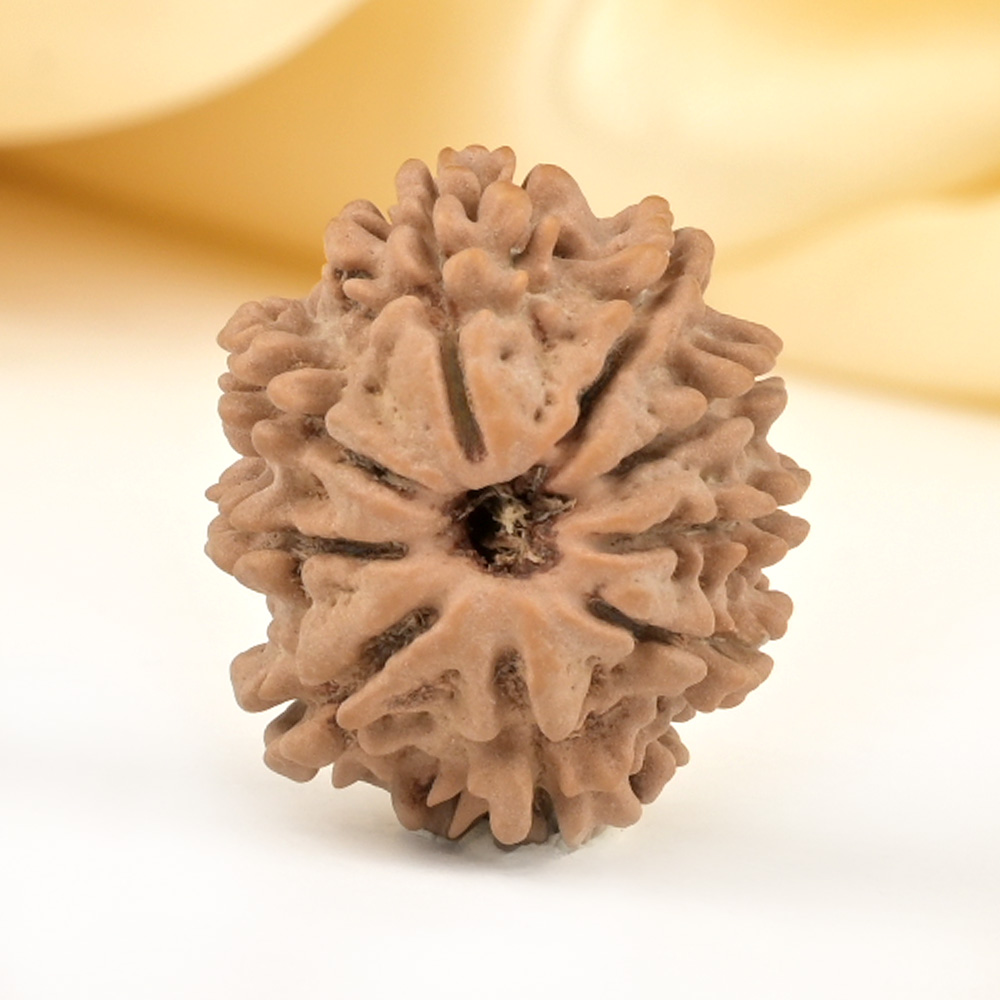 9 Mukhi from Nepal Small - DCCXCIV