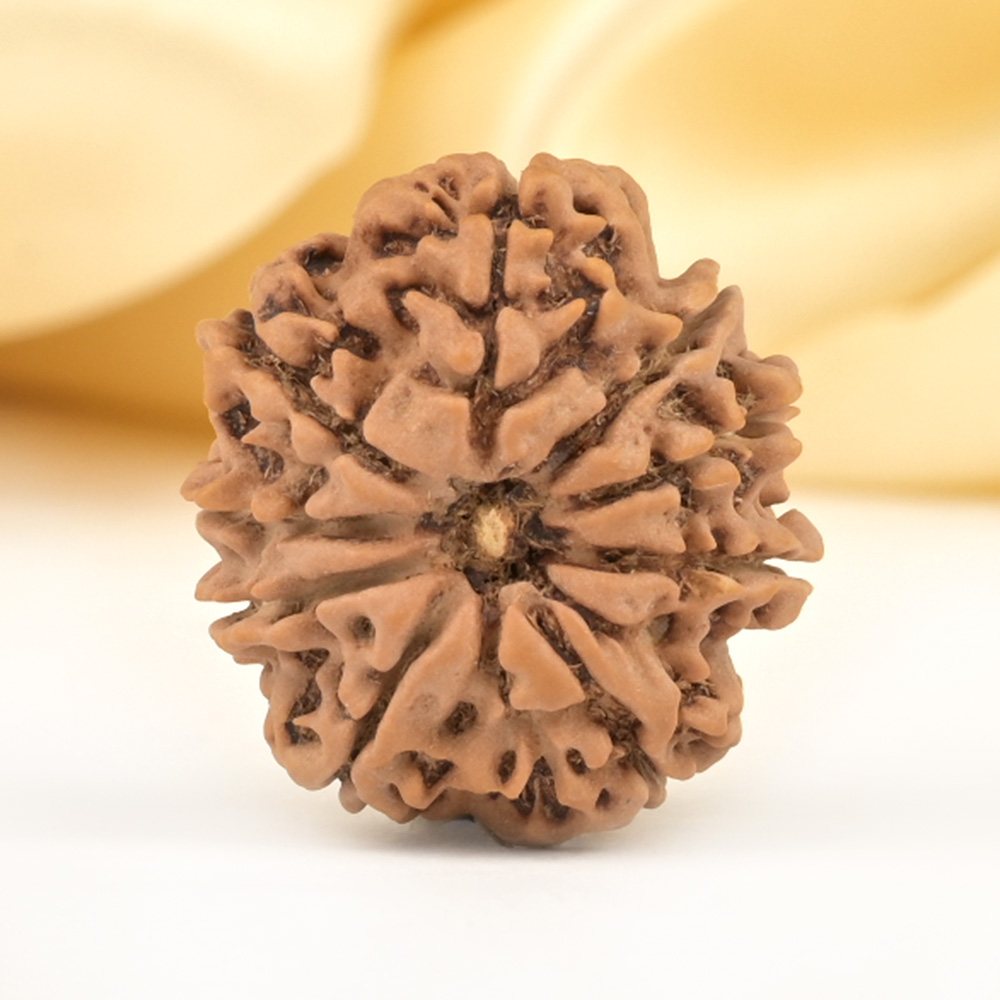 9 Mukhi from Nepal Small - DCCXCVI