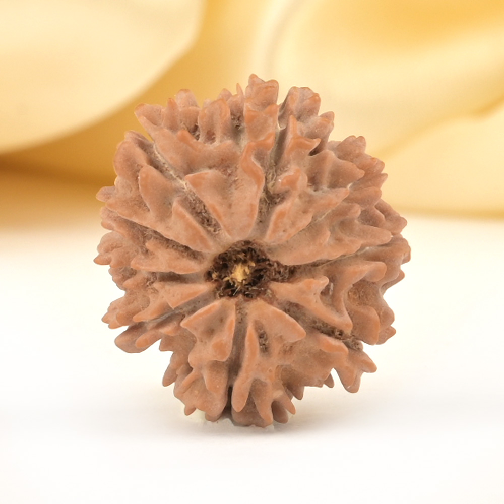 9 Mukhi from Nepal Small - DCCXCVIII