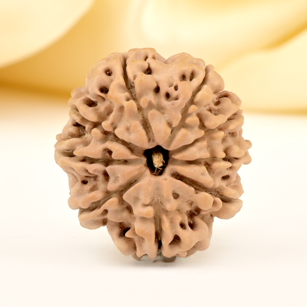 9 Mukhi from Nepal Small - DCCXCIX