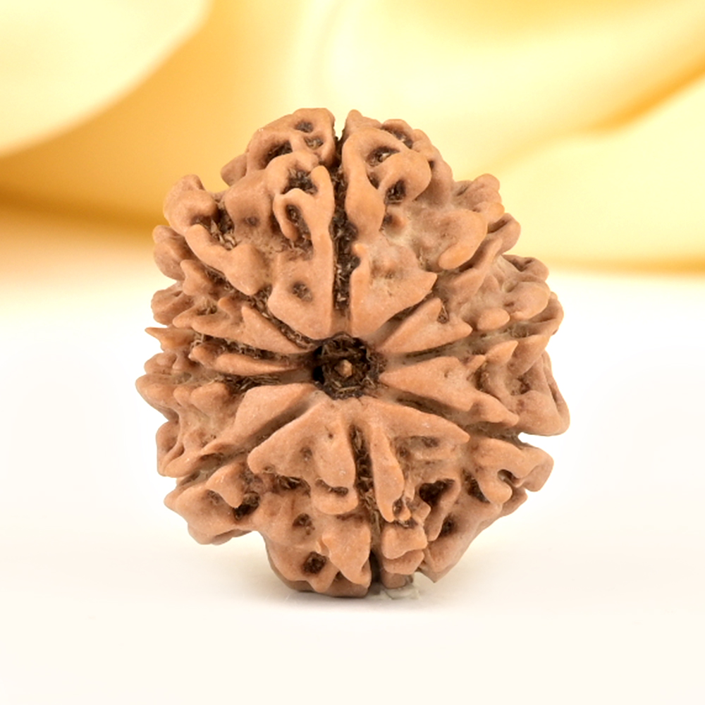 9 Mukhi from Nepal Small - DCCC