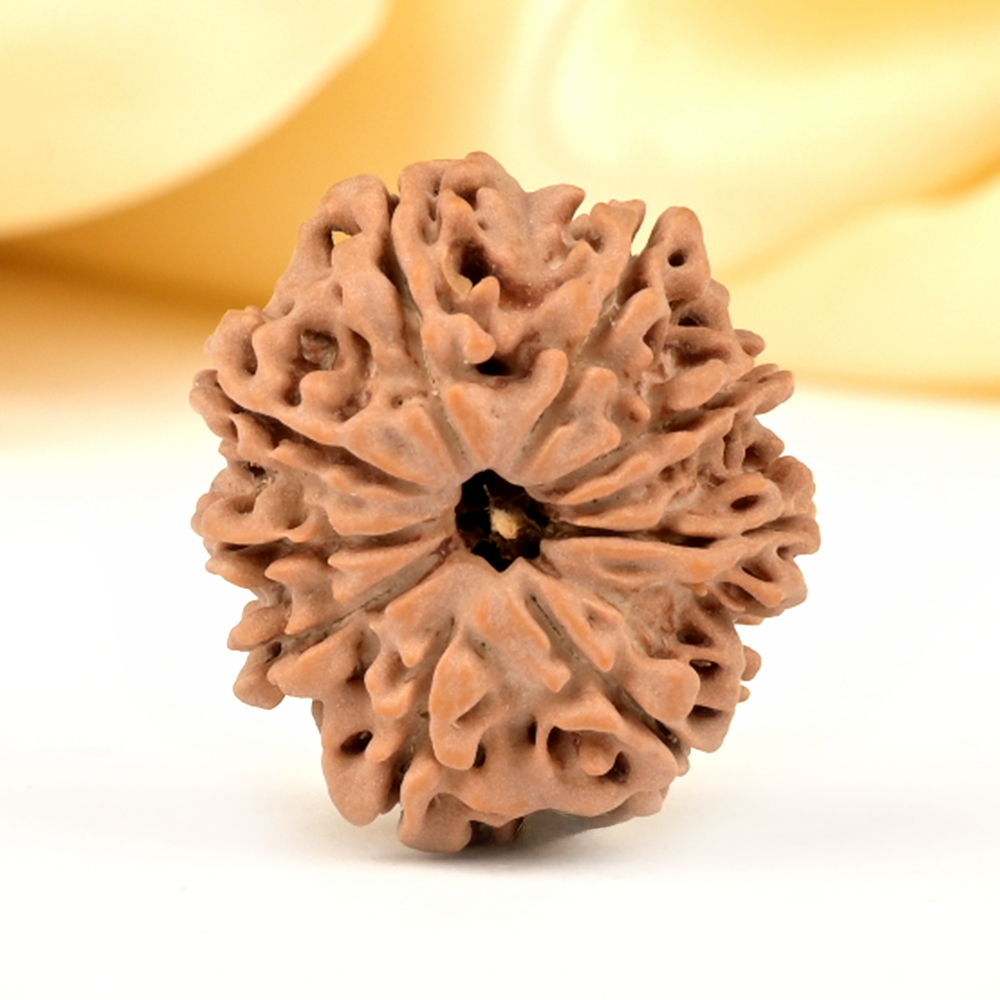 9 Mukhi from Nepal Small - DCCCII