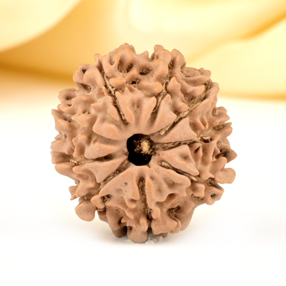 9 Mukhi from Nepal Small - DCCCIII