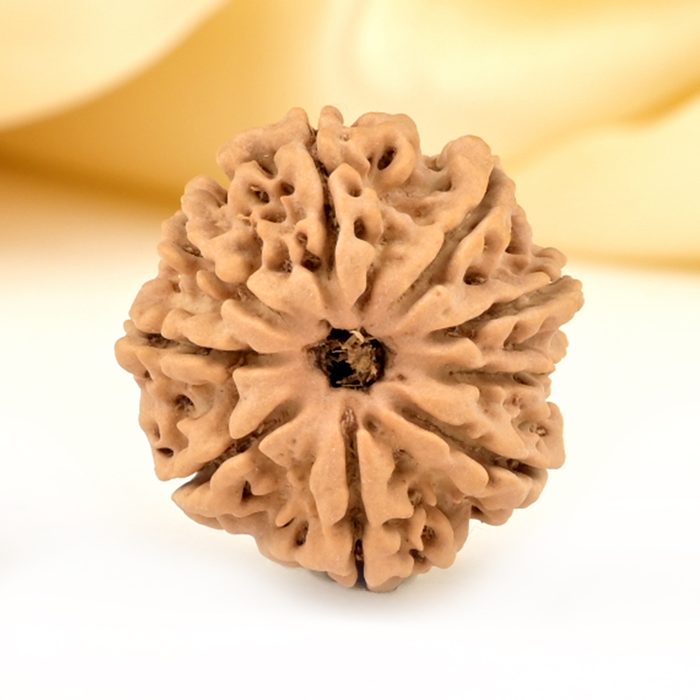 9 Mukhi from Nepal Small - DCCCIV