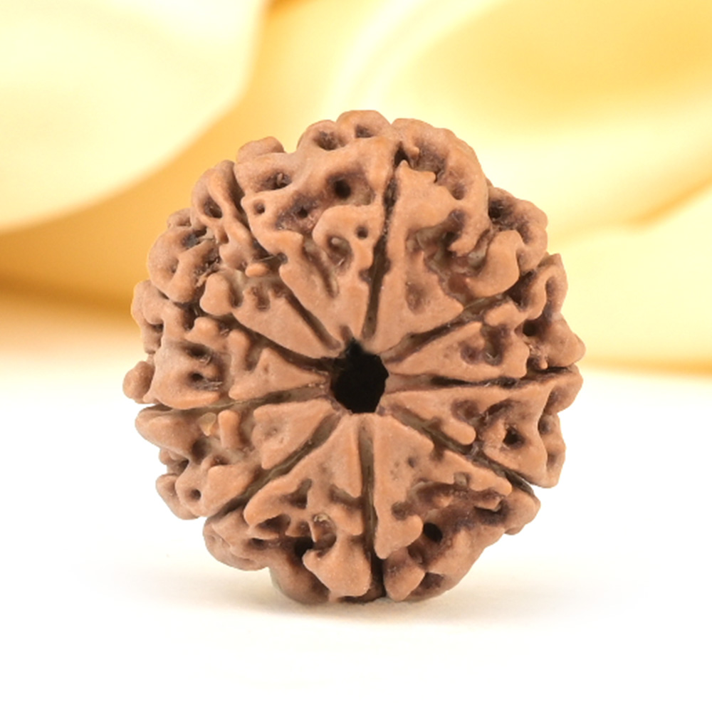 9 Mukhi from Nepal Small - DCCCV