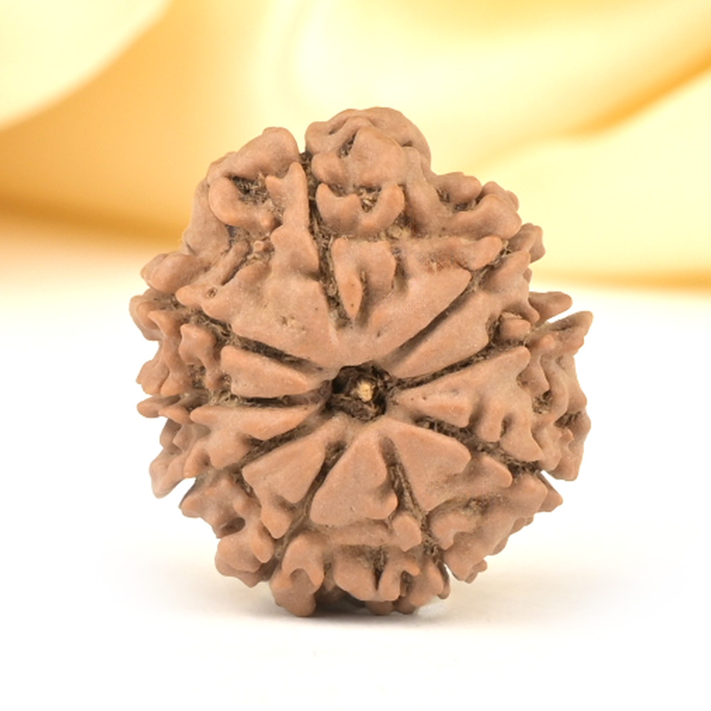 9 Mukhi from Nepal Small - DCCCVI