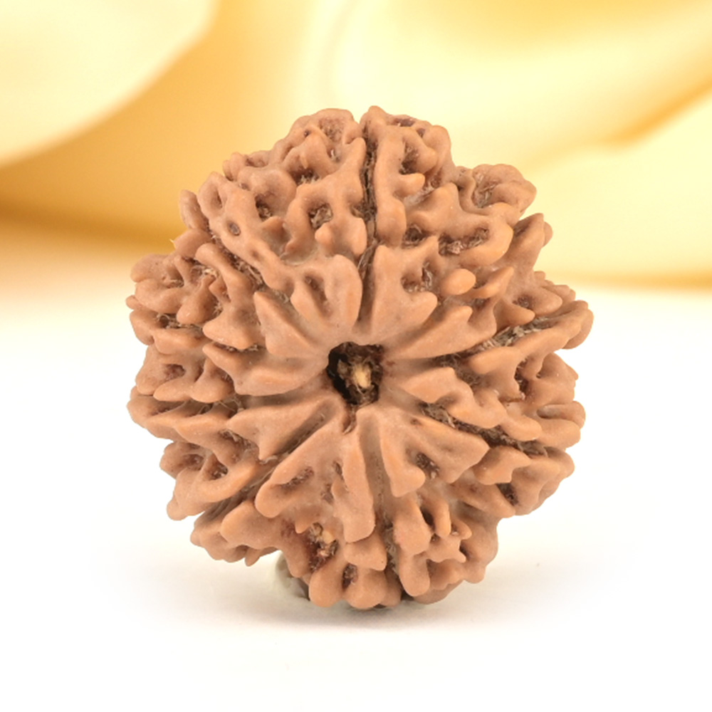 9 Mukhi from Nepal Small - DCCCVII