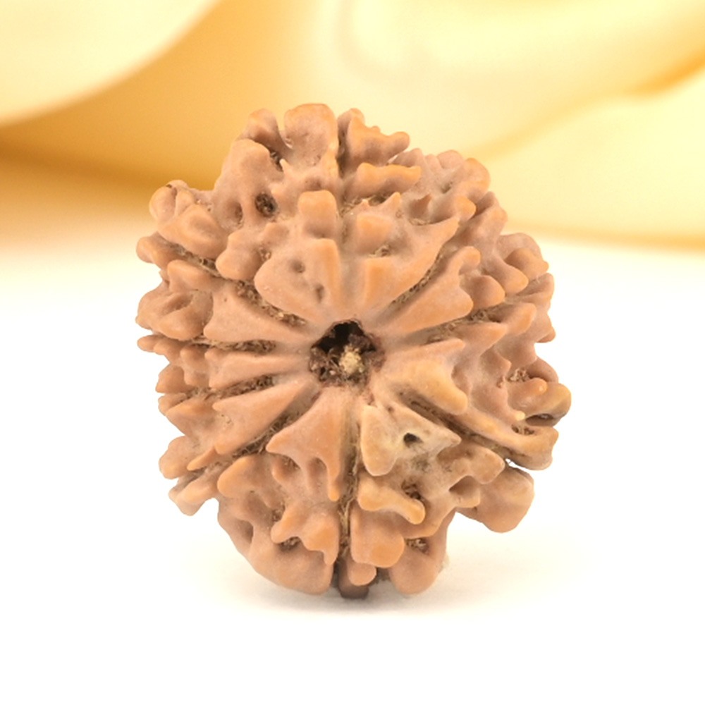 9 Mukhi from Nepal Small - DCCCVIII