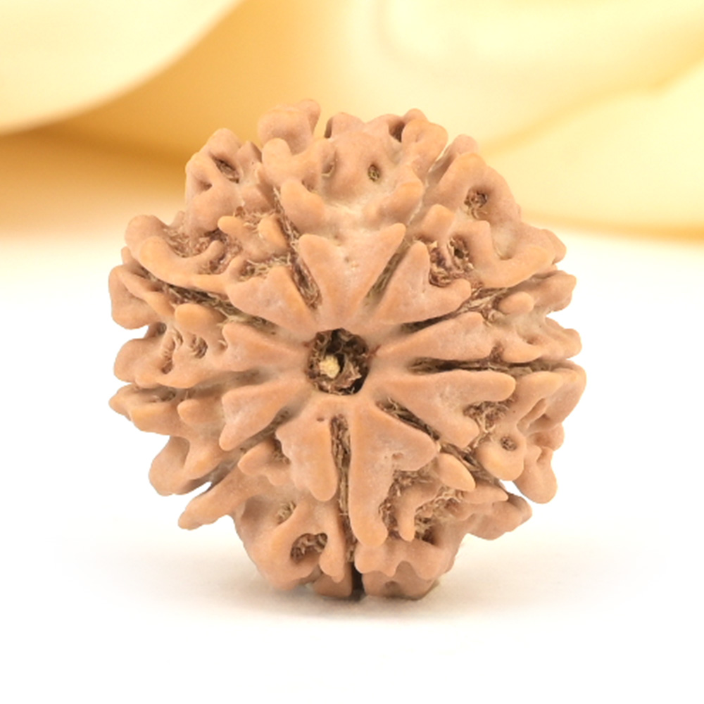 9 Mukhi from Nepal Small - DCCCIX